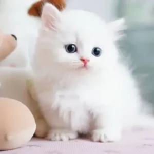 My Realistic Kitten Robot