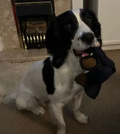 2025 New Unbreaka-Bear For Heavy Chewers - Image 7