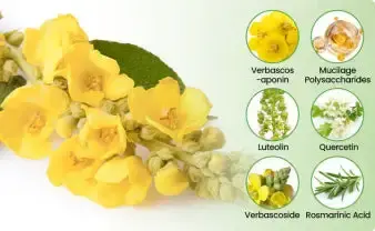 Botanical Mullein Lung Cleanse Diffuser - Image 7