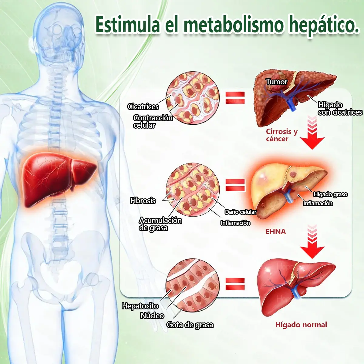 ๐บ๐ธ๐ถ๐๐๐๐๐๐๐ ๐บ๐๐๐๐ | ๐ด๐๐๐๐๐๐ฎ ยท ๐๐ฒ๐ฟ๐ฏ๐ฒ๐ฟ๐๐ฃ๐ ร ๐๐ผ๐+ ๐๐-๐ข๐ง-๐ ๐๐ฑ๐๐ฎ๐ป๐ฐ๐๐ ๐๐๐ฃ๐ค ๐๐๐๐ง๐ค๐ฃ๐๐๐๐ฅ๐ ๐๐๐ญ๐๐ - Image 9