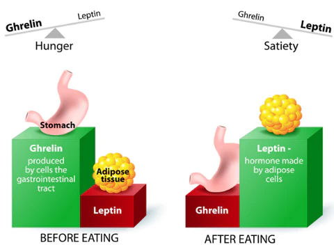 Acupressure Slimming Earrings - Image 4